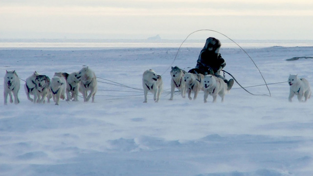 Reel-Insights-Qimmit