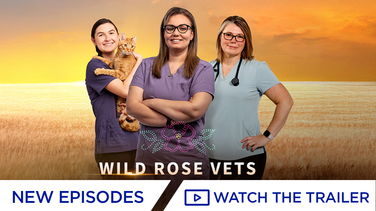 Wild Rose Vets