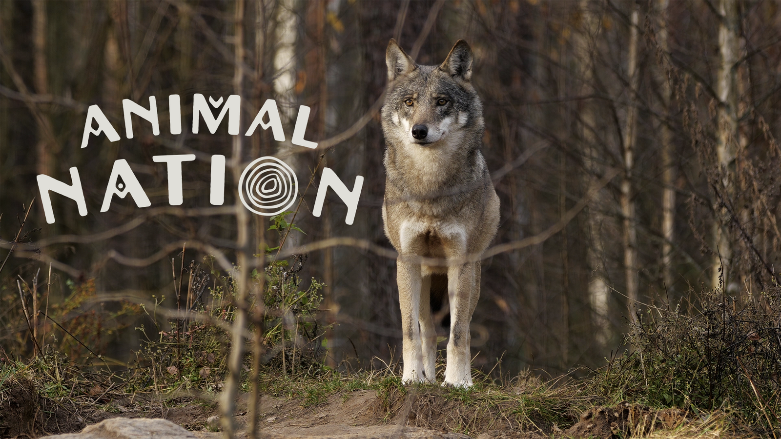 Animal Nation