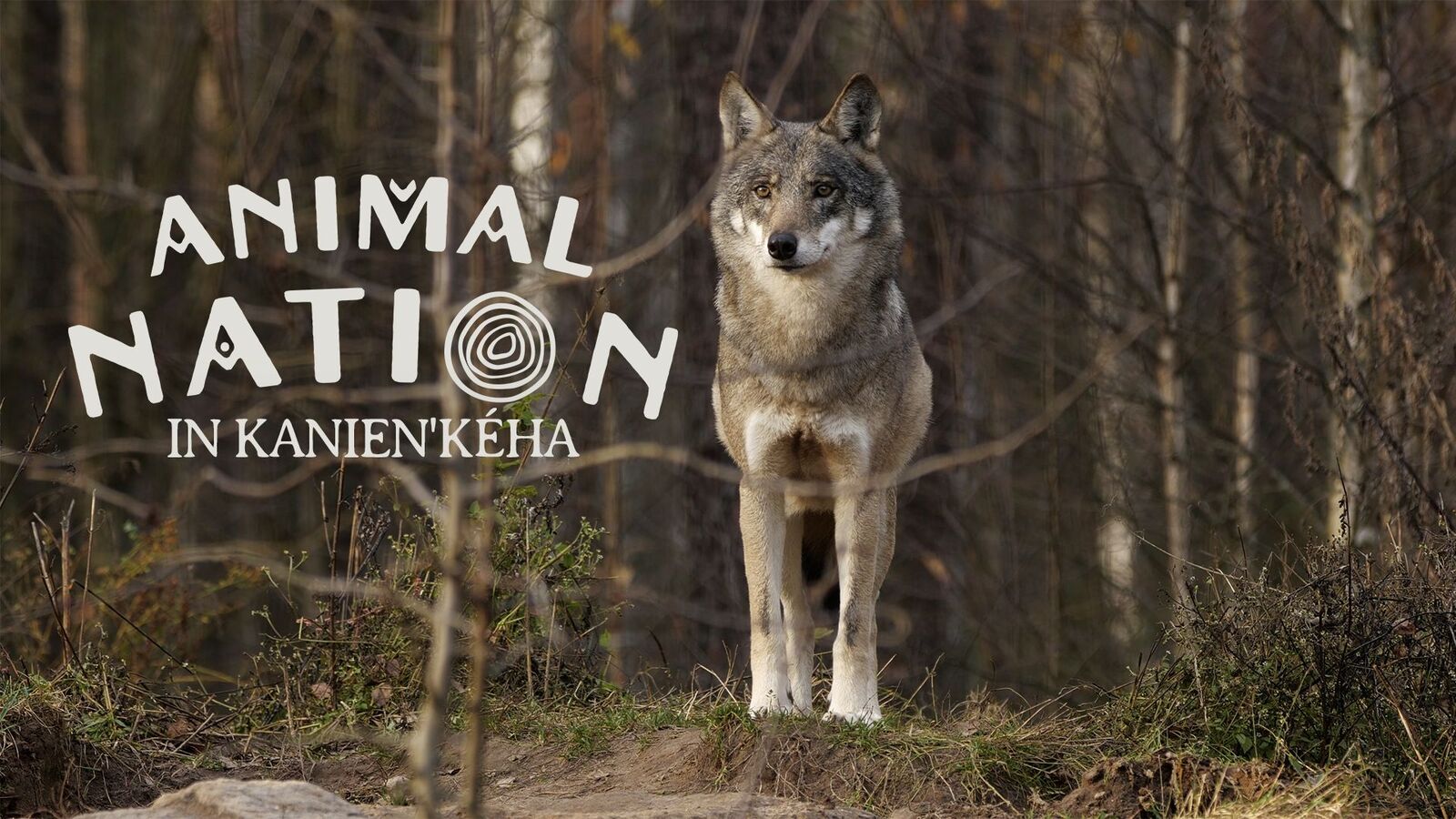 Animal Nation